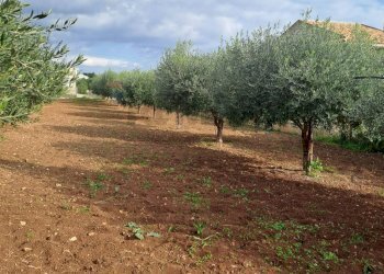 Giardino - Villa C.da Trippatore, Scicli - foto 15