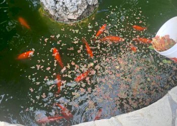 Dettagli - Villa C.da Trippatore, Scicli - foto 16