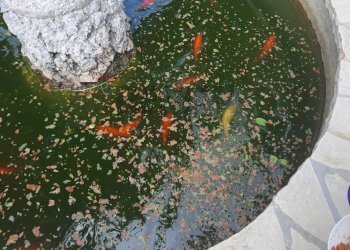 Giardino - Villa C.da Trippatore, Scicli - foto 18