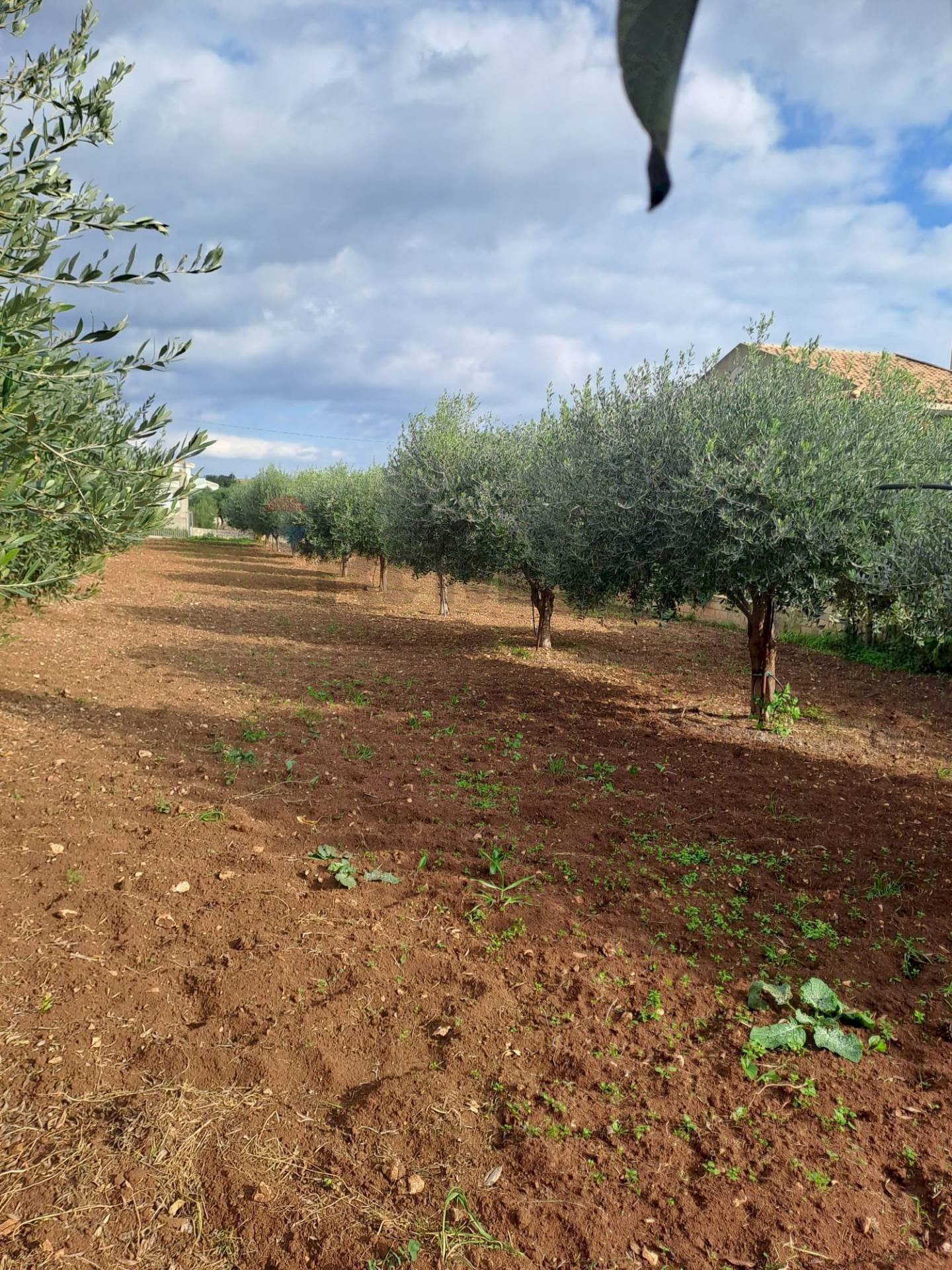 Giardino - Agricultural land C.da Trippatore, Scicli - photo 3