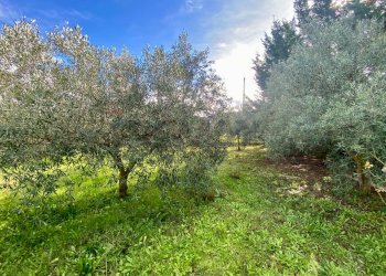 Giardino - Villa viale santa caterina
 
26, Piana degli Albanesi - foto 17