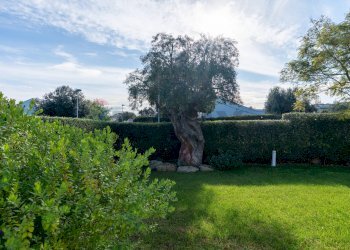 Giardino - Villa Contrada Grottole
 
7/4, Polignano a Mare - foto 24