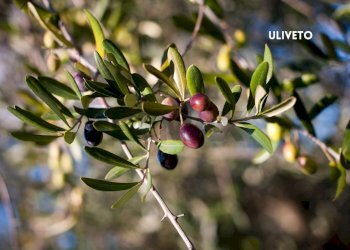 Dettagli - Quadrilocale DELLA MENGONA, Roccastrada - foto 37