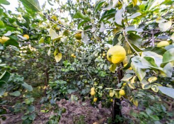 Foto 4 - Terreno agricolo via Provinciale
 
341, Santa Venerina - foto 4