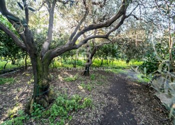 Foto 5 - Terreno agricolo via Provinciale
 
341, Santa Venerina - foto 5