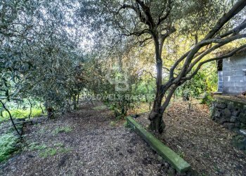 Foto 6 - Terreno agricolo via Provinciale
 
341, Santa Venerina - foto 6