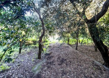 Foto 7 - Terreno agricolo via Provinciale
 
341, Santa Venerina - foto 7