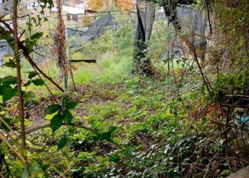 WhatsApp Image 2025-12-16 at 17.41.04.jpeg - Terreno agricolo Vico del Maró 6, Messina - foto 5