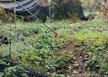 WhatsApp Image 2025-12-16 at 17.41.03 (1).jpeg - Terreno agricolo Vico del Maró 6, Messina - foto 6