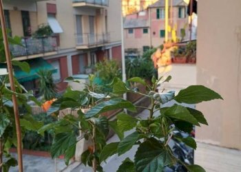 Balcone - Quadrilocale via Antica Romana di Quinto, Genova (zona Quarto) - foto 10