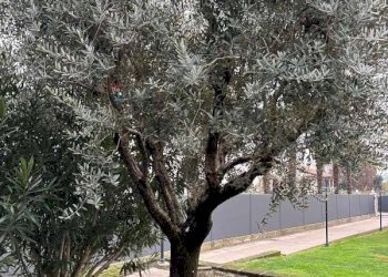 Giardino - Villa Bifamiliare Via Braglio
 
30/A, Bolzano Vicentino - foto 25