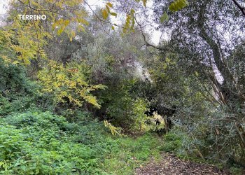 Giardino - Rustic LOC. BRACCIO DI SCARLINO
 
SNC, Scarlino - photo 12