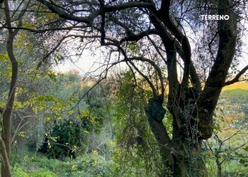 Giardino - Rustic LOC. BRACCIO DI SCARLINO
 
SNC, Scarlino - photo 13