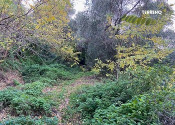 TERRENO - Rustic LOC. BRACCIO DI SCARLINO
 
SNC, Scarlino - photo 14