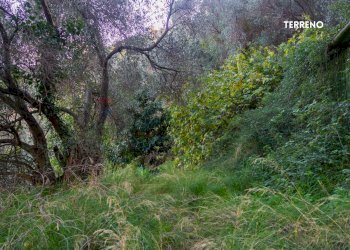 Giardino - Rustic LOC. BRACCIO DI SCARLINO
 
SNC, Scarlino - photo 15