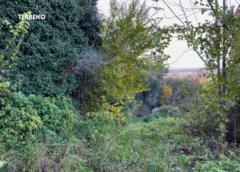 Giardino - Rustic LOC. BRACCIO DI SCARLINO
 
SNC, Scarlino - photo 18