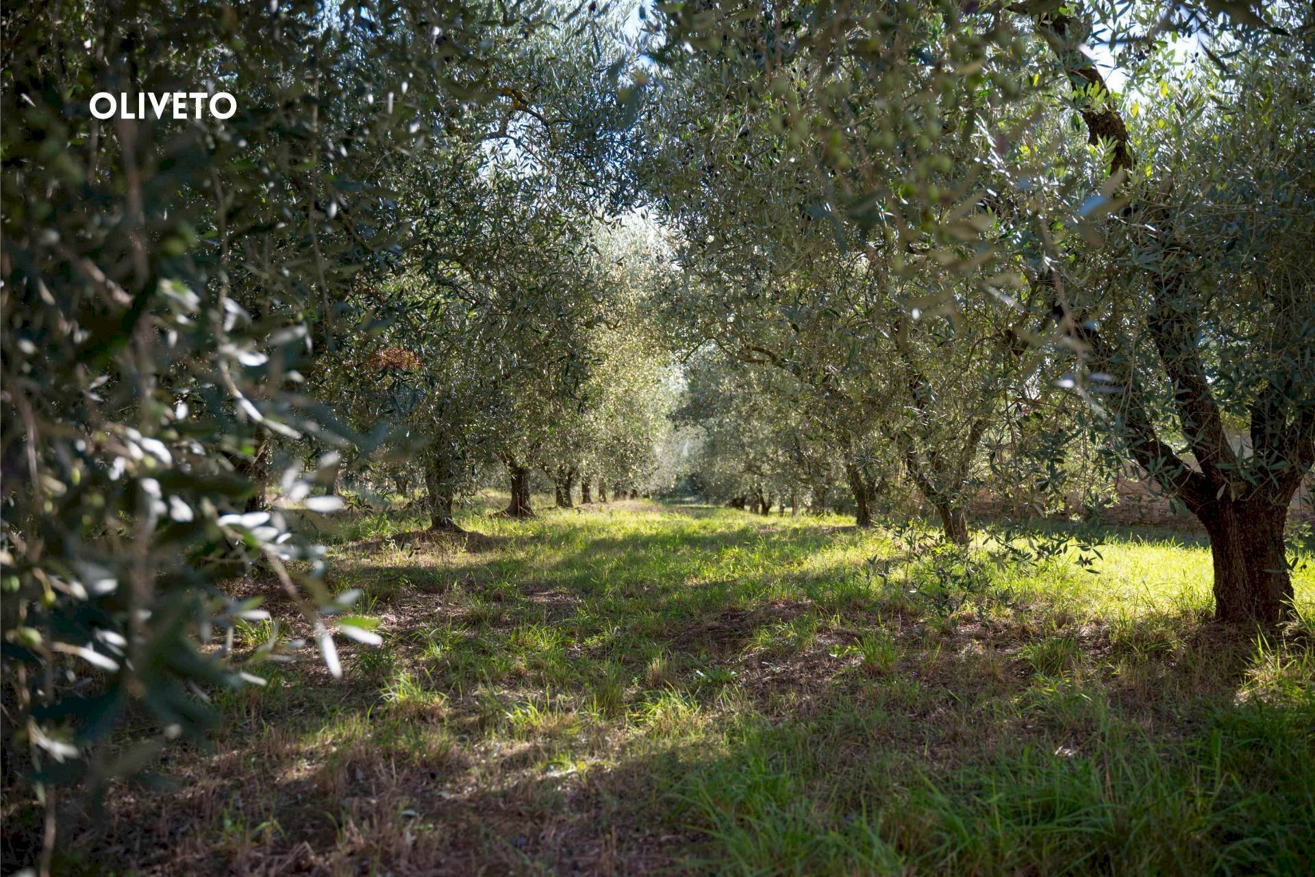 Giardino - Semi-detached house VIA DELLA COLLACCHIA
 
61, Roccastrada - photo 3