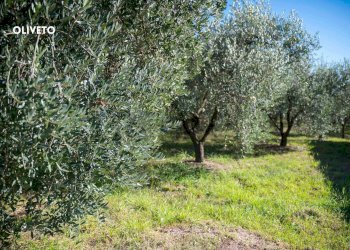 TERRENO - Casa semi indipendente VIA DELLA COLLACCHIA
 
61, Roccastrada - foto 44