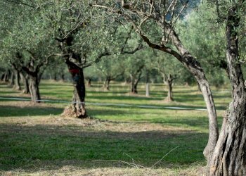 Giardino - Rustico Alvito - foto 21