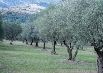 Giardino - Rustico Alvito - foto 22