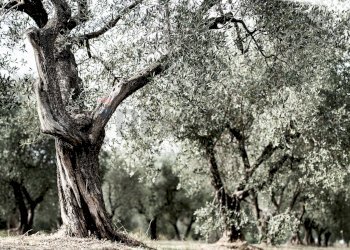 Giardino - Rustico Alvito - foto 24