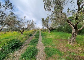 Foto 5 - Terreno agricolo Viale Europa
 
snc, Catanzaro - foto 5