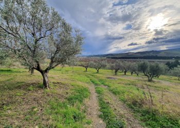 Foto 1 - Terreno agricolo Viale Europa
 
snc, Catanzaro - foto 1