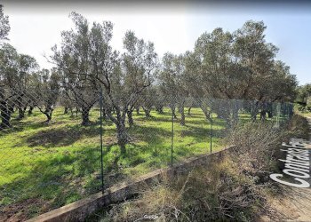 Foto 1 - Agricultural land Contrada Fiego, Borgia - photo 1