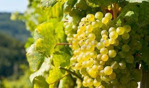 images.jpg - Terreno agricolo Mazara del Vallo - foto 1