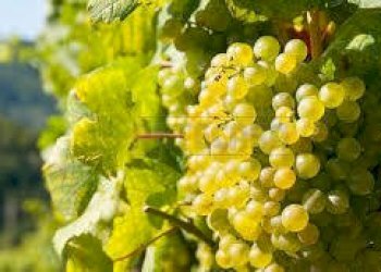 images.jpg - Terreno agricolo Mazara del Vallo - foto 1