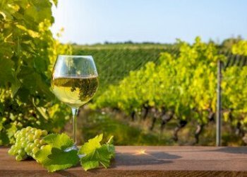 240_F_619041018_m6oKfbAogxJbiMqt7tMZxC1deKoy9a7R.j - Terreno agricolo Mazara del Vallo - foto 3