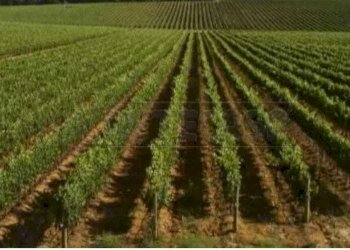 foto 1.jpg - Terreno agricolo Mazara del Vallo - foto 4