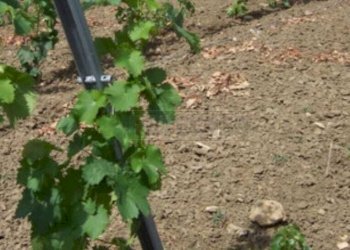 foto 3.jpg - Terreno agricolo Mazara del Vallo - foto 5