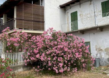 Casa indipendente Montiglio Monferrato - foto 1