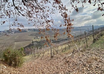 Terreno edificabile Montelupo Albese - foto 6