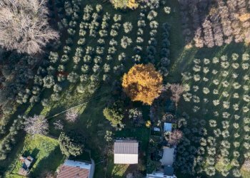 Giardino - Terreno agricolo via Amendola
22, Montecarotto - foto 1