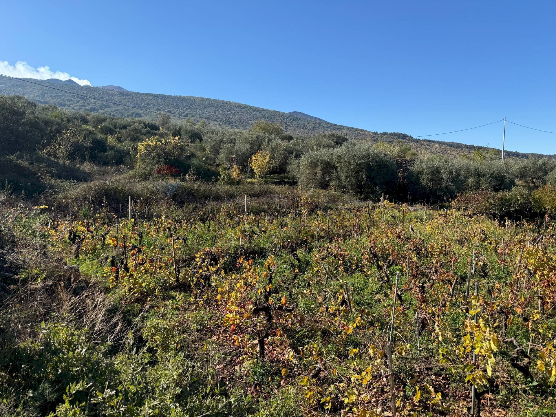 Vista delle montagne - Agricultural land contrada marchesa, Castiglione di Sicilia - photo 1