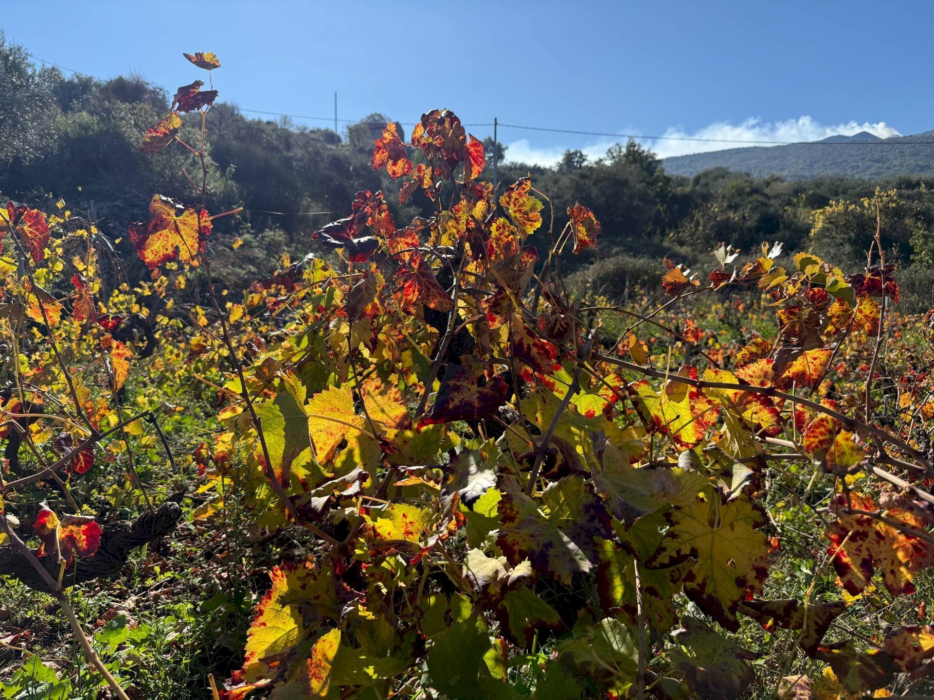 Vista delle montagne - Agricultural land contrada marchesa, Castiglione di Sicilia - photo 2