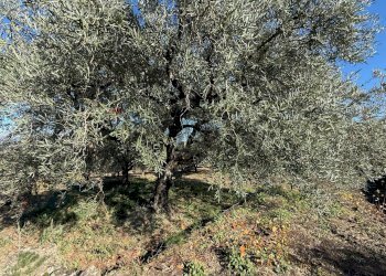 Giardino - Terreno agricolo contrada marchesa, Castiglione di Sicilia - foto 12