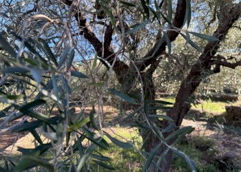 Giardino - Terreno agricolo contrada marchesa, Castiglione di Sicilia - foto 14