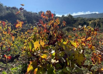 Vista delle montagne - Terreno agricolo contrada marchesa, Castiglione di Sicilia - foto 2