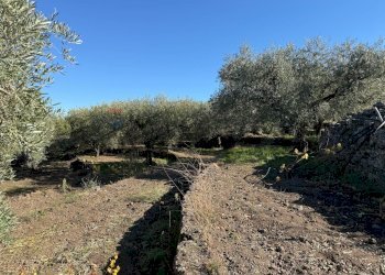 Giardino - Terreno agricolo contrada marchesa, Castiglione di Sicilia - foto 16