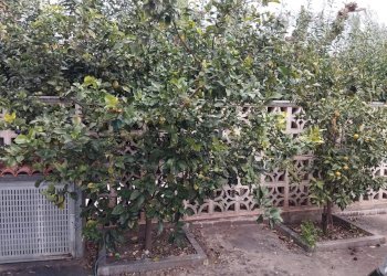 Giardino - Casa semi indipendente Via Giuseppe De Nittis
 
18, Margherita di Savoia - foto 50