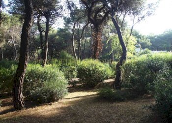 Terreno - Villa Lungomare Eroi del Mare, 28, Castellaneta - foto 49