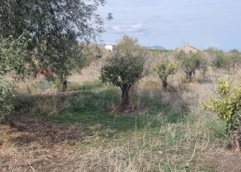 Giardino - Terreno agricolo Contrada Gerbini
snc, Paterno - foto 3