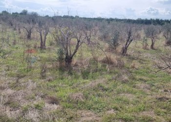 Vista delle montagne - Terreno agricolo Contrada Gerbini
snc, Paterno - foto 7
