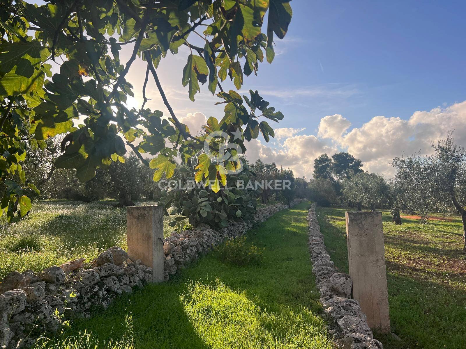 Foto 2 - Agricultural land Contrada Boccadoro, Ostuni - photo 2