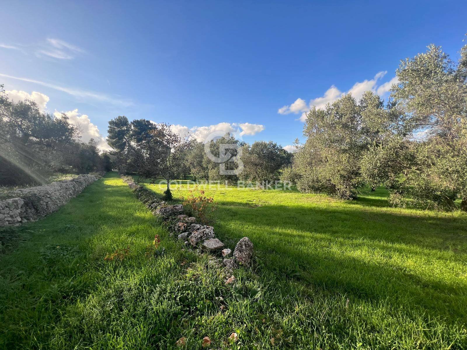 Foto 3 - Agricultural land Contrada Boccadoro, Ostuni - photo 3