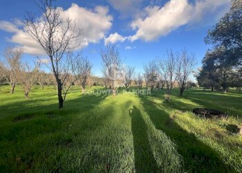 Foto 13 - Agricultural land Contrada Boccadoro, Ostuni - photo 13