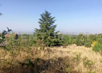 WhatsApp Image 2023-07-20 at 21.47.34 (1).jpeg - Terreno agricolo Via Nazario Sauro 51, Biancavilla - foto 8